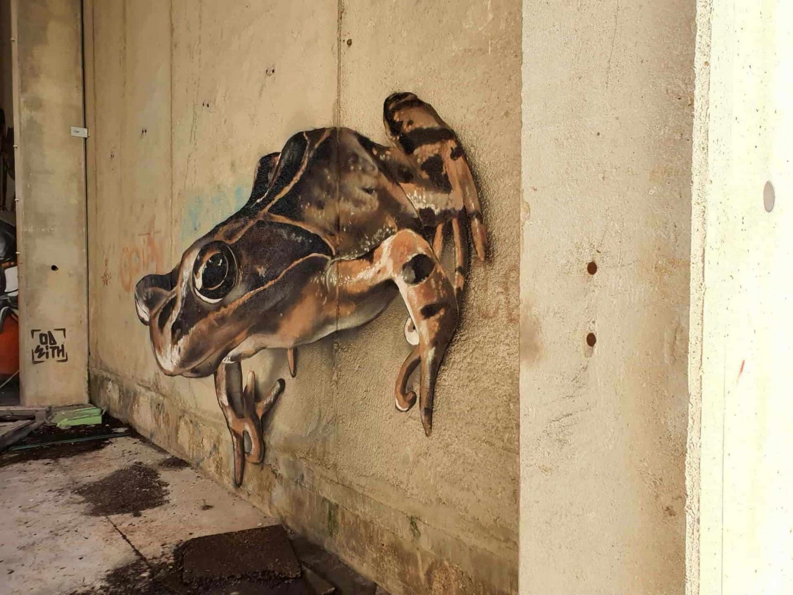 Distorted frog odeith