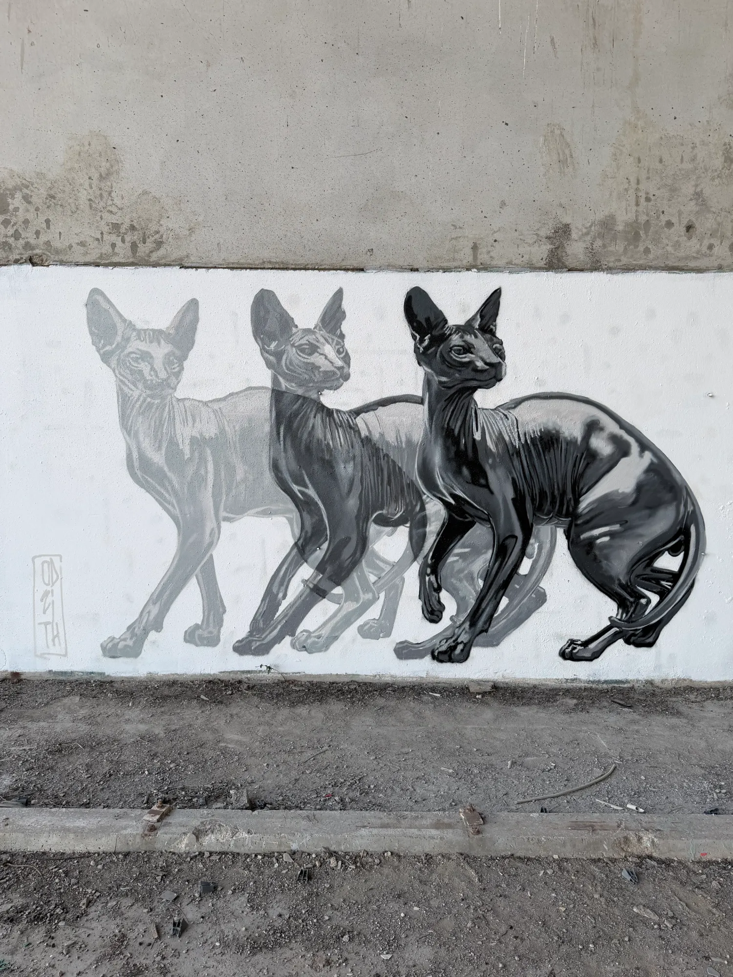 3 cats moving